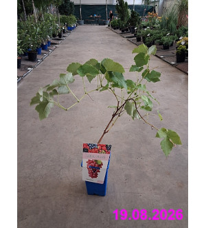 Vitis vinifera 'New York Muscat' RP 1,6 L